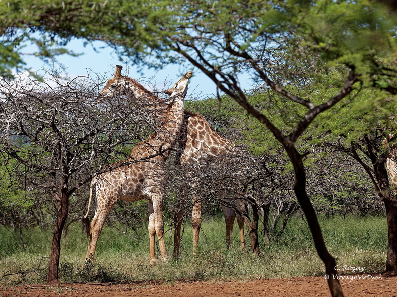 rhino river lodge Manyoni Reserve 151