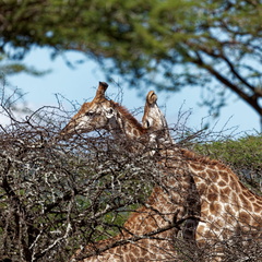 rhino river lodge Manyoni Reserve 153