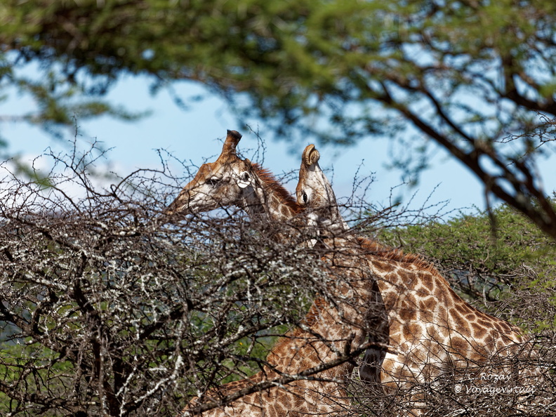 rhino river lodge Manyoni Reserve 153