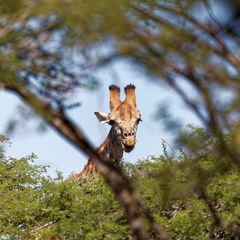 rhino river lodge Manyoni réserve 155