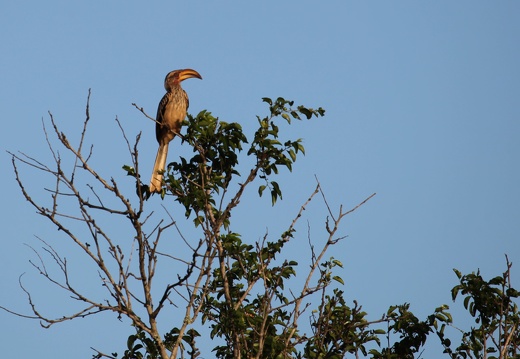 rhino river lodge hluhhluwe park 205