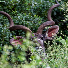 sainte Lucia wetland park 007