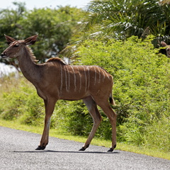 sainte Lucia wetland park 010