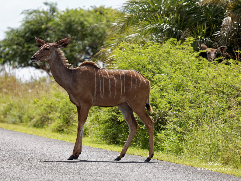 sainte Lucia wetland park 010