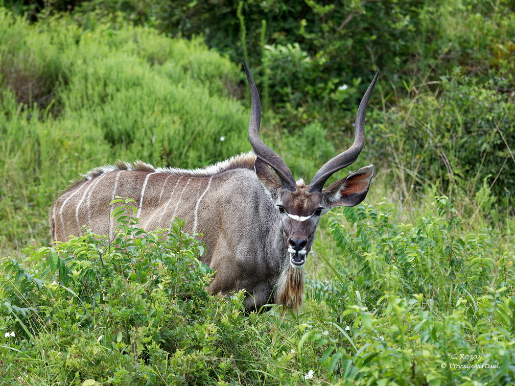 sainte Lucia wetland park 023
