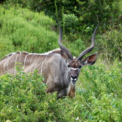 sainte Lucia wetland park 023