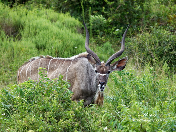 sainte Lucia wetland park 023