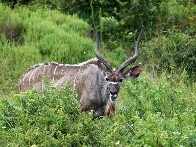 sainte Lucia wetland park 023