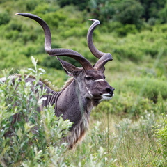 sainte Lucia wetland park 025