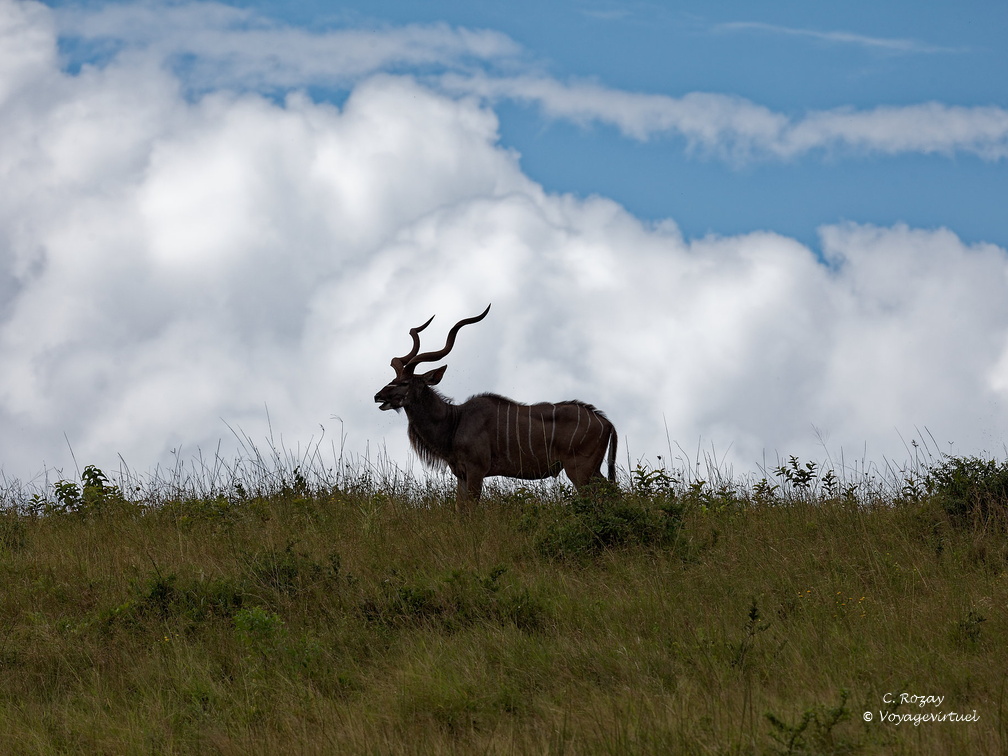 sainte Lucia wetland park 037 1