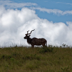 sainte Lucia wetland park 037 1