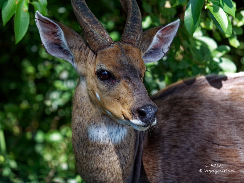 sainte Lucia wetland park 064