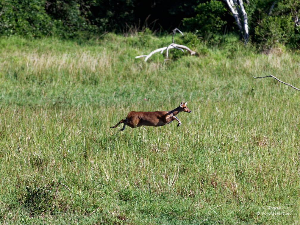 sainte Lucia wetland park 071