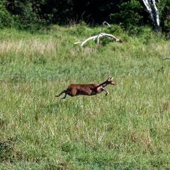sainte Lucia wetland park 071