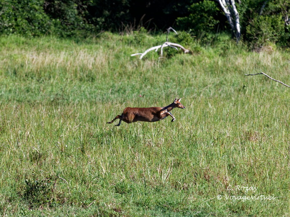 sainte Lucia wetland park 071