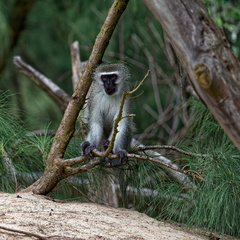 sainte Lucia wetland park vidal cape 061