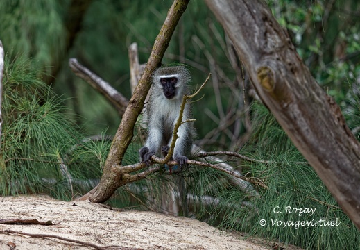 sainte Lucia wetland park vidal cape 061