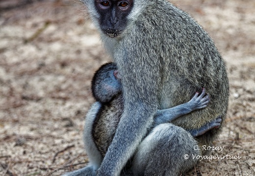sainte Lucia wetland park vidal cape 063