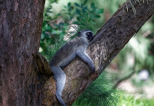 sainte Lucia wetland park vidal cape 066