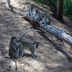 sainte Lucia wetland park vidal cape 067