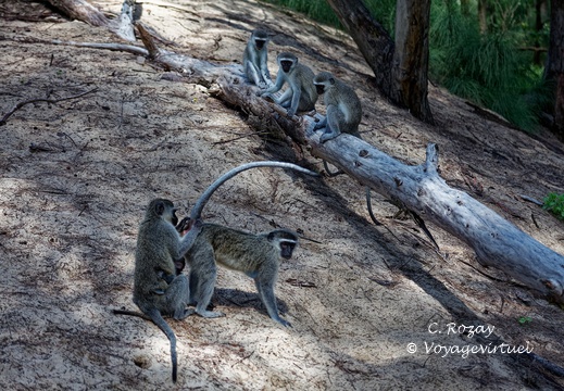 sainte Lucia wetland park vidal cape 067