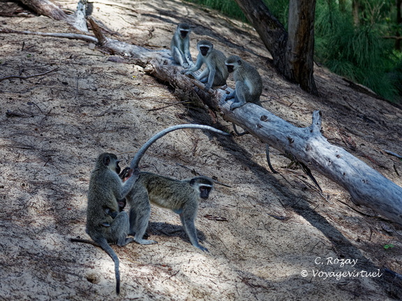 sainte Lucia wetland park vidal cape 067