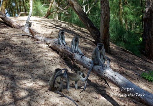 sainte Lucia wetland park vidal cape 070
