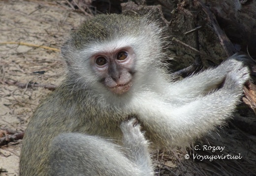sainte Lucia wetland park vidal cape 089