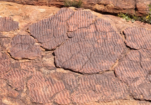 nothern territory Kings Canyon big tour 429