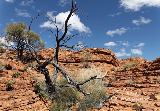 nothern territory Kings Canyon big tour 433