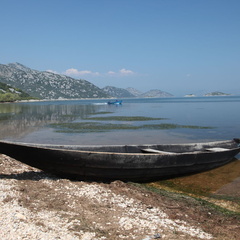 murici skadarsko jezero scutari 2