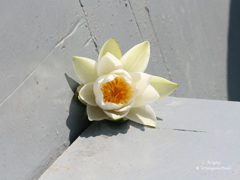 skadarsko jezero scutari 36