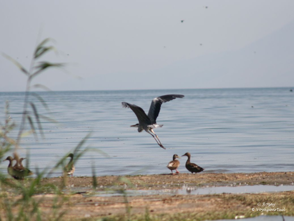skadarsko jezero scutari 49