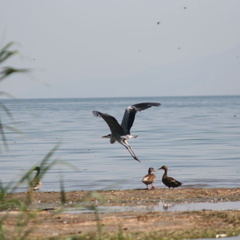 skadarsko jezero scutari 49