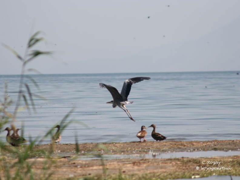 skadarsko jezero scutari 49