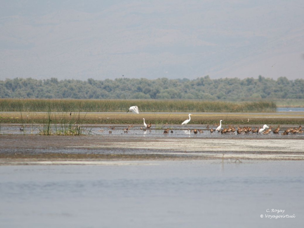 skadarsko jezero scutari 54