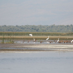 skadarsko jezero scutari 54