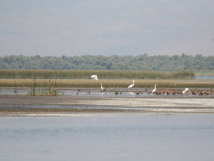 skadarsko jezero scutari 54
