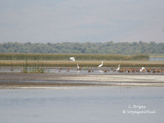 skadarsko jezero scutari 54