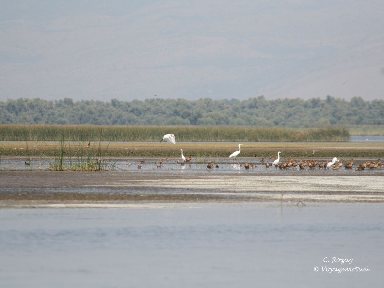 skadarsko jezero scutari 54