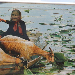 skadarsko jezero scutari 7