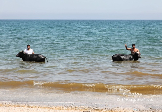 al khaburah batinah Oman 014