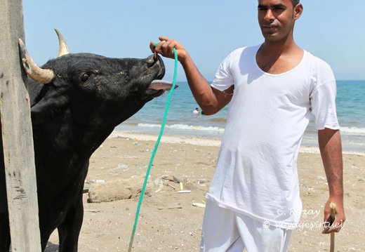 al khaburah batinah Oman 018