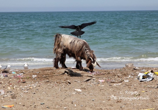 al suwaiq batinah Oman 067