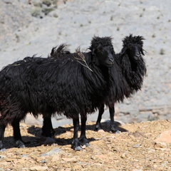 jabal shams road hajar Oman 178