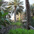 misfat al abriyeen hajar Oman 262