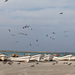 Masirah Oman 026