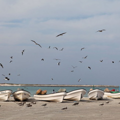 Masirah Oman 027