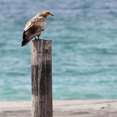 Masirah Oman 057