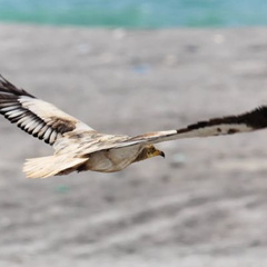 Masirah Oman 061